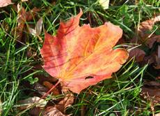 Herbststimmung-10-09 044.jpg
